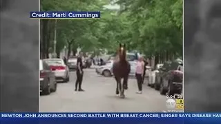 A Horse On The Loose In Hell’s Kitchen