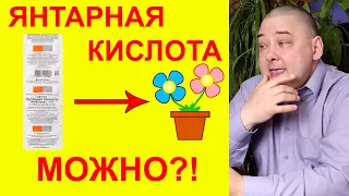 Янтарная кислота для комнатных растений. Можно или да?!