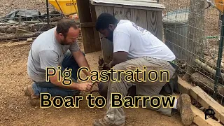 Pig castration- VIEWER  DISCRETION ADVISED