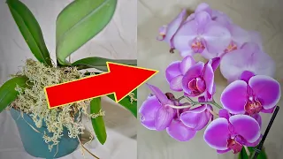 Make Phalaenopsis Orchids to Bloom Again.