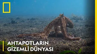 Ahtapotların Gizemli Dünyası | WILD