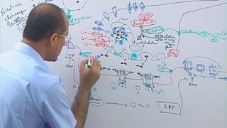 Neuromuscular Junction | Structure , Function & Diseases