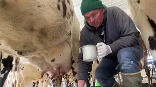 Milking cows start to finish