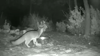 Bobcat Takes Fox by Surprise - Beware - Content is Alarming
