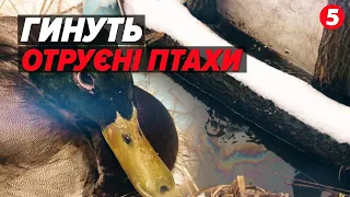⚡️🤬Екологічна КАТАСТРОФА, спричинена вОРОЖИМИ обстрілами в Харкові!😱На водоймах гинуть птахи!