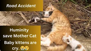 The Mother Cat had Road Accident Baby kitten's are cry 😢 😭 for help.surprised happened.