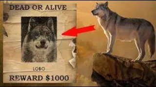 The story of most intelligent and cunning wolf 🔥, People called him the King of the valley