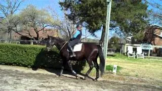 Randi Thompson. Riding position. Connecting at the walk with the amazing Neckstrap.  Dressage