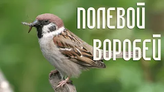 В гнезде полевого воробья (Птицы России) Фильм 79