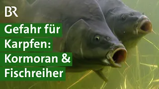 Regionale und naturnahe Fischzucht: Mehr Tierwohl und Tierschutz im Karpfenteich | Unser Land | BR