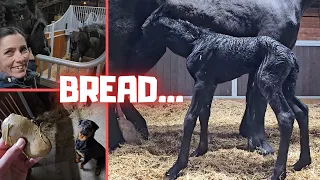 Foals bread? | Queen👑Uniek keeps a close eye on it | Nurse? | Friesian Horses