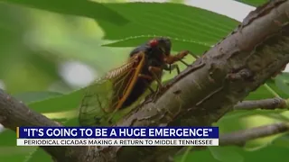 ‘Cicada-geddon’: Biggest bug emergence in centuries is coming