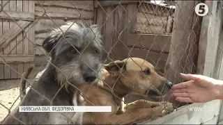 2600 собак та 300 котів: притулок для тварин "Сіріус" потребує допомоги