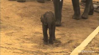 New Elephant Calf Born at the San Diego Zoo Safari Park - SanDiego.com