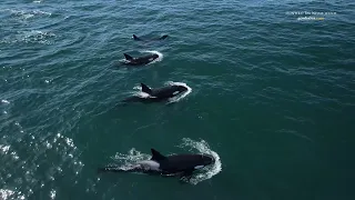 Rare Killer Whales In Monterey!