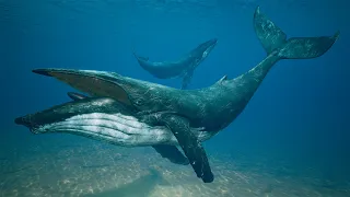 Humpback Whale Unreal Engine Asset
