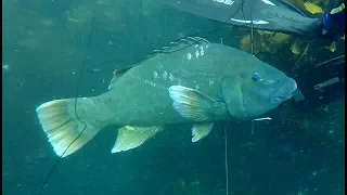 Freedive Spearfishing South West Australia | Blue Groper