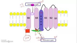 Voltage Gated Sodium Channel: molecular mechanism of gating