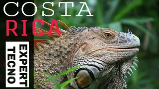 Harmonic 4K Video  | Wildlife of Costa Rica |4K UHD 60fps | 4k movie