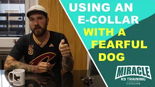 Using An E-collar With A Fearful Dog