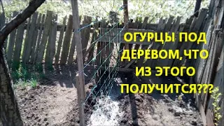 Посадил огурцы под деревом,что из этого получится!!НА ОГОРОДЕ С РОМАНОМСемена огурцов с Алиэкспресс