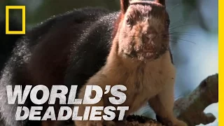 Cobra vs. Rat Snake | World's Deadliest