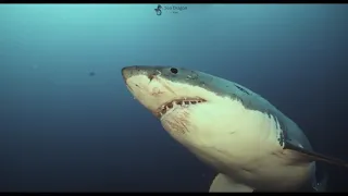 Great White Shark Neptune Islands South Australia