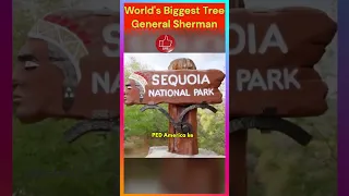 दुनिया का सबसे बड़ा पेड़ आपकी Imagination से भी बड़ा |Biggest Tree In The World | Facts|#shorts|
