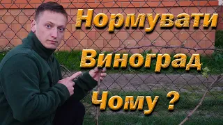 Нормування пагонів винограду на урожай. Чому та як нормувати виноград пагонами. Виломлювання пагонів