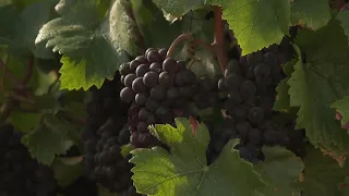 Climate change threatens grapes of Burgundy wine region