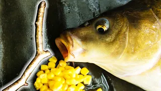 EASY FISHING! Incredibly simple carp fishing with corn and a STICK?!