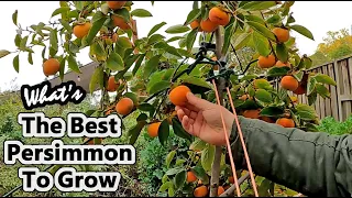 What Is The Best Variety Of Persimmon Tree To Grow For Backyard Gardens?