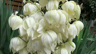 Yucca gigantea - Spineless Yucca - March Must See 21