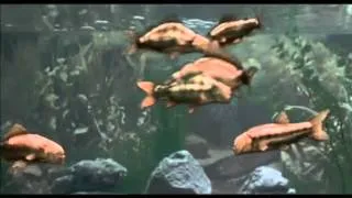 Monty Python's Fish Tank.flv