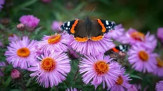 Very Gentle Beautiful Melody for the soul! Listen! BUTTERFLY