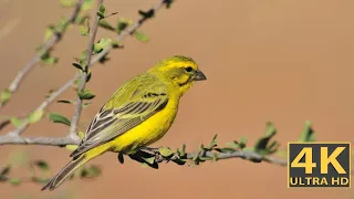 Bird Sound | Wonderful collection of Bird |Stunning nature |@animalsworld-ji3ec.