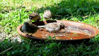 Junge Spatzen werden beim Baden gefüttert