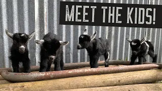 Baby Goats First Time Outside & Update