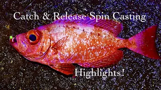 C&R Light Spin-Casting Highlights Before 2019!