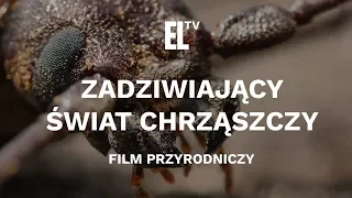 Amazing world of beetles - a natural movie