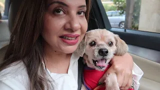 My 16 years Old Super Active Dog | Coco's Outing |  Ss vlogs :-)