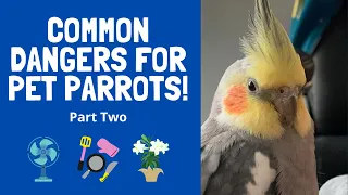 Common Dangers for Pet Parrots: Part Two | BirdNerdSophie