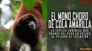 El mono choro de cola amarilla, la especie de la Amazonía peruana al borde de la extinción