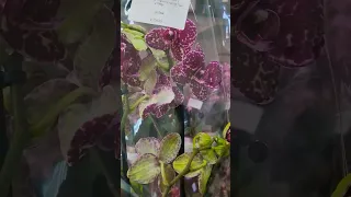 Орхидея Дикий кот