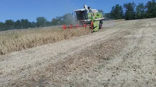 Молотимо сою. Діскуємо городи.