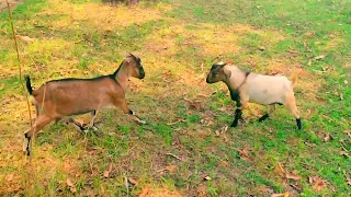 amazing goat meeting first time at village full hd video#Goat #meeting #goat crossing #goatanimals