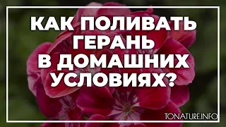 Как поливать герань в домашних условиях? | toNature.Info