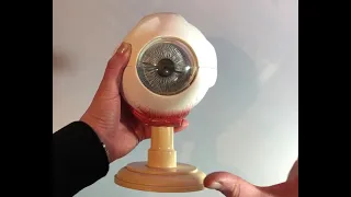 Der Aufbau des Auges am Modell erklärt