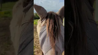 A Story About My Barn During Morning Feed