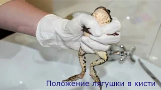 Приготовления препарата спинальной лягушки